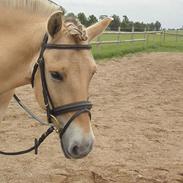 Fjordhest Stald Valhallas Thrym