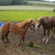 Welsh Pony af Cob-type (sec C) Holmgårdens Amaizing Star