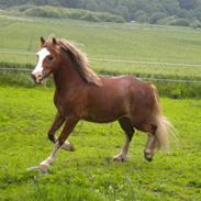 Welsh Pony af Cob-type (sec C) Holmgårdens Amaizing Star