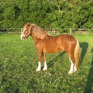 Welsh Pony af Cob-type (sec C) Holmgårdens Amaizing Star