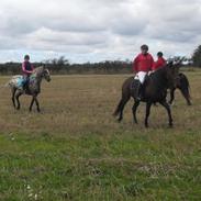 Anden særlig race Nyøstergaards Malou