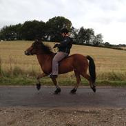 Islænder GREIFI fra SIRKILDEGÅRD 