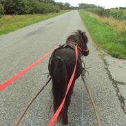 Shetlænder Tarzan