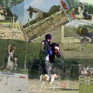 Anden særlig race Olando