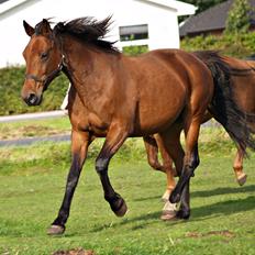 Traver Condi Crown  'Mit livs lys' <3