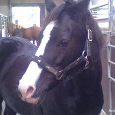 DSP BÆKLUNDS CADDIE