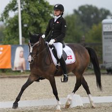 Tysk Sportspony Boss Bunter R