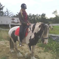 Irish Cob Ulla