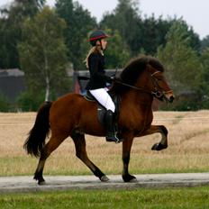 Islænder Lettir fra Skovbogaard