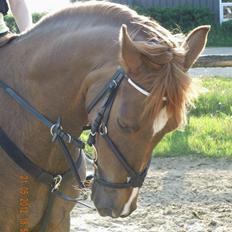 DSP ROSENKILDES MARQUIS