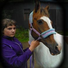 Pinto Rosenlyst's Queen og heart's(tidl. låne)