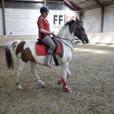 Pinto Rosenlyst's Queen og heart's(tidl. låne)