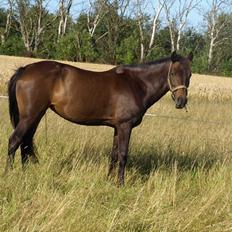 New Forest LADY ANTARES