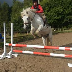 Anden særlig race Mikkel