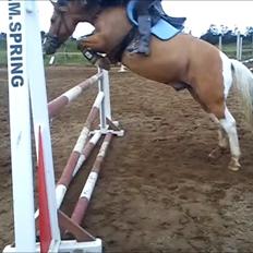 Anden særlig race Charming