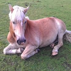 Haflinger | Cocio ~ MY SOULMATE!<3 R.I.P