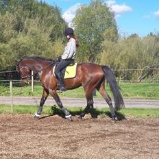 Anden særlig race Fladbjergs O'Mally(Tidl. hest!)