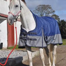 Dansk Varmblod Corland IV