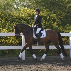 Holstener Amazing Casquero