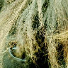 Shetlænder Wednesday <3 (tidligere Mini)