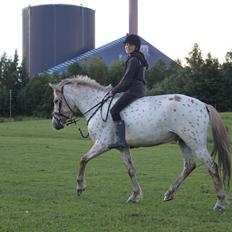 Knabstrupper Hidalgo