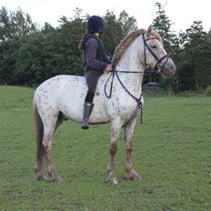 Knabstrupper Hidalgo