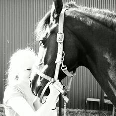 Dansk Varmblod 4 Ever Gipsy