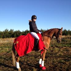 Welsh Pony af Cob-type (sec C) Westerhuis Jorik<3A pony!!!