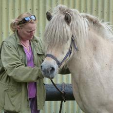 Anden særlig race Islænder miks Tøssen