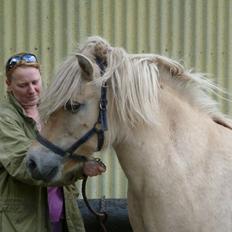 Anden særlig race Islænder miks Tøssen