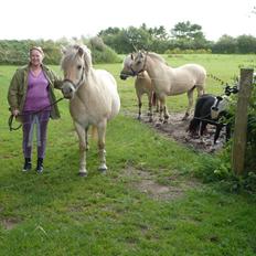Anden særlig race Islænder miks Tøssen
