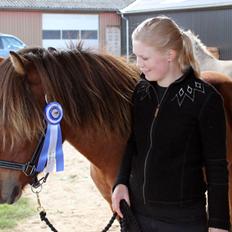 Islænder Loki fra Gjesbækgård