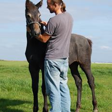 Dansk Varmblod Charismatic Rebell