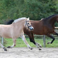 Fjordhest Elm Skovå (Elmer Fjot)