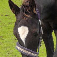 Dansk Varmblod | Lykkebo's Bacardi