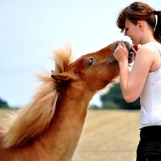 Shetlænder | Skovly's Balou