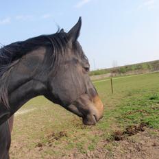 Dansk Varmblod Vixen