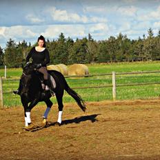 Oldenborg Mahal Noir