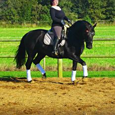 Oldenborg Mahal Noir