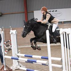 Anden særlig race Monty *Solgt*