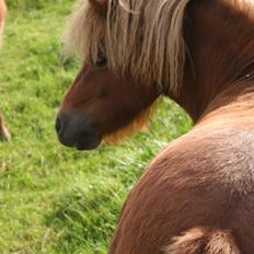 Shetlænder Andrea