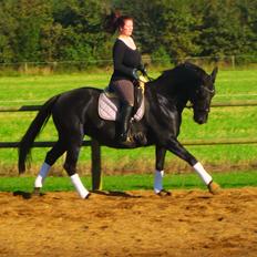 Oldenborg Mahal Noir