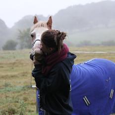 Anden særlig race Dandy RIP ††