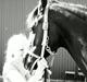 Dansk Varmblod 4 Ever Gipsy