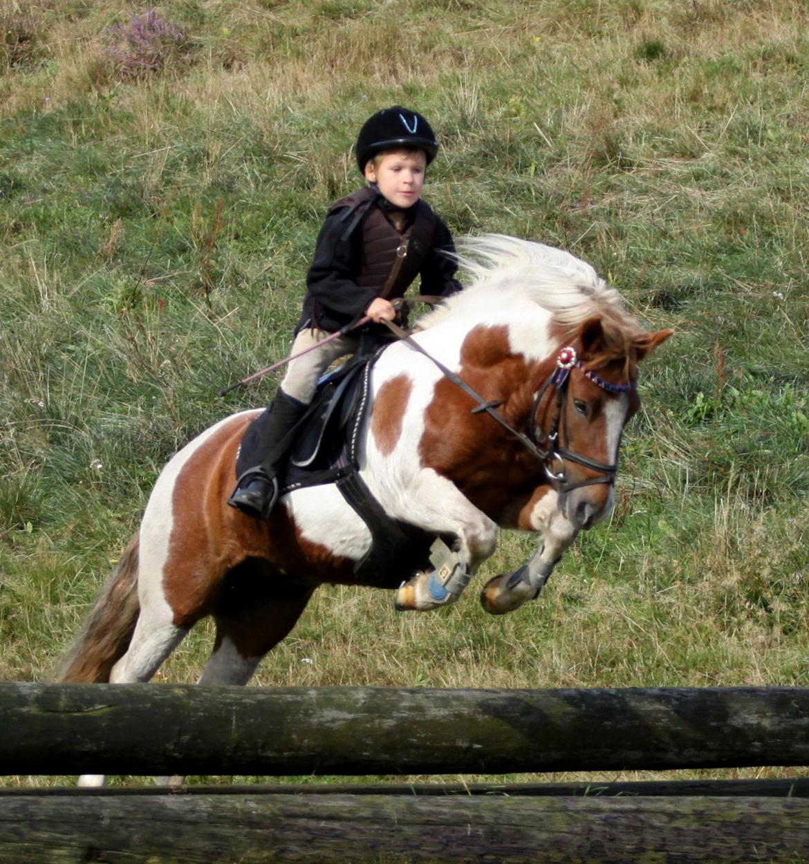 Anden særlig race Chilli Pepper - Terræntræning i Langå 22/9 2012 billede 14