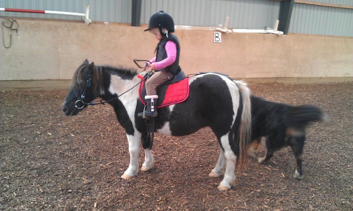 Anden særlig race samba billede 1