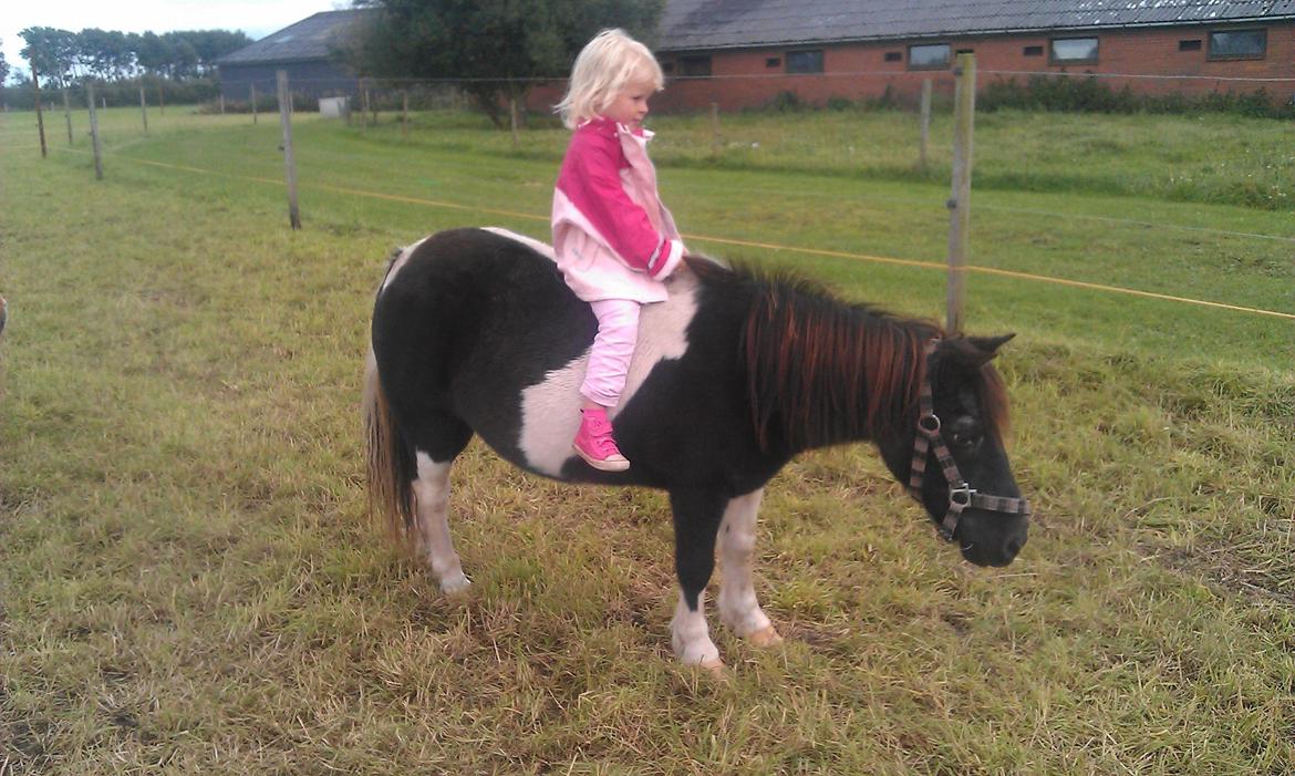 Anden særlig race samba billede 3