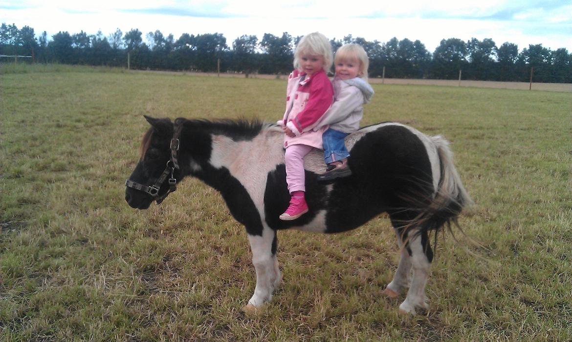 Anden særlig race samba billede 4