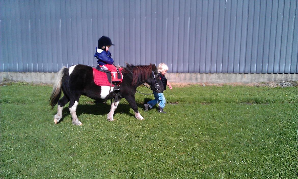 Anden særlig race samba billede 5