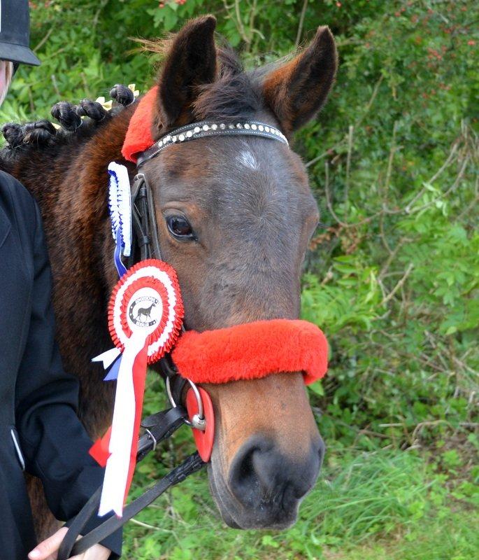 DSP SOPHIE - Første plads i LC, og fejlfri runde i LC clear round :-) Fantastisk stævne! billede 19